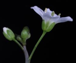 Cardamine bilobata. Side view of open flower.
 Image: P.B. Heenan © Landcare Research 2019 CC BY 3.0 NZ